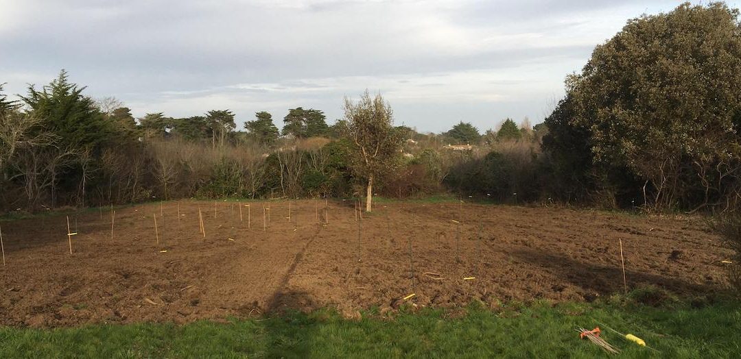 Les bienfaits d&rsquo;une forêt-jardin nourricière pour la biodiversité et l’alimentation durable