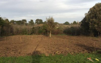 Les bienfaits d&rsquo;une forêt-jardin nourricière pour la biodiversité et l’alimentation durable