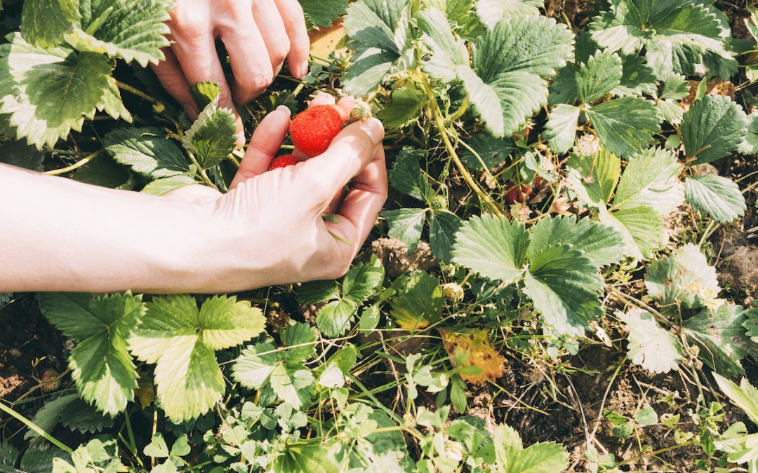 Comment choisir les plantes pour votre forêt-jardin nourricière ?