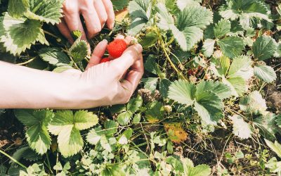 Comment choisir les plantes pour votre forêt-jardin nourricière ?