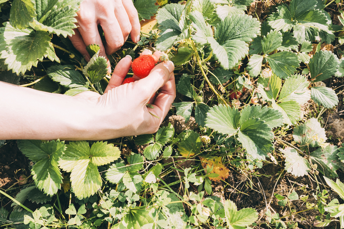 crop-hands-harvesting-strawberries